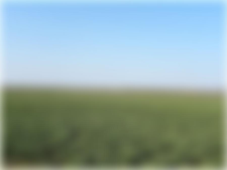 land- und forstwirtschaftlich genutztes Grundstück, Ackerfläche in 39240 Schwarz — Zwangsversteigerung am Amtsgericht Schönebeck - Aufnahme 2 von 2